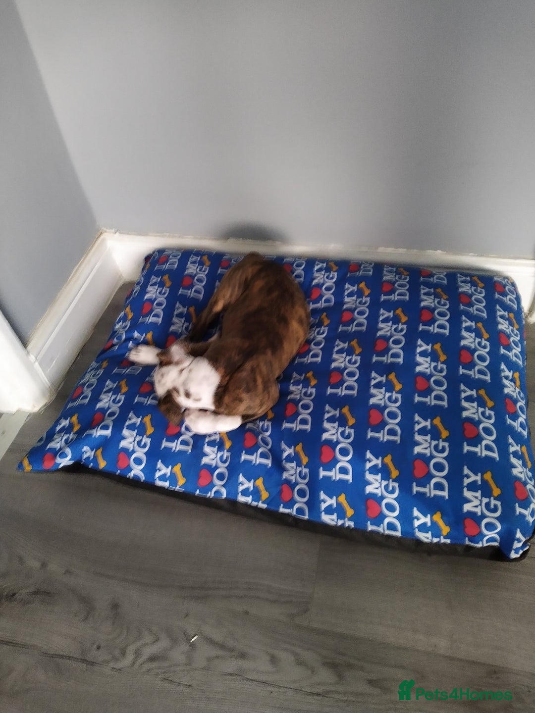Mixed Breed dogs for sale: Older English bulldog cross staffy - Image 4