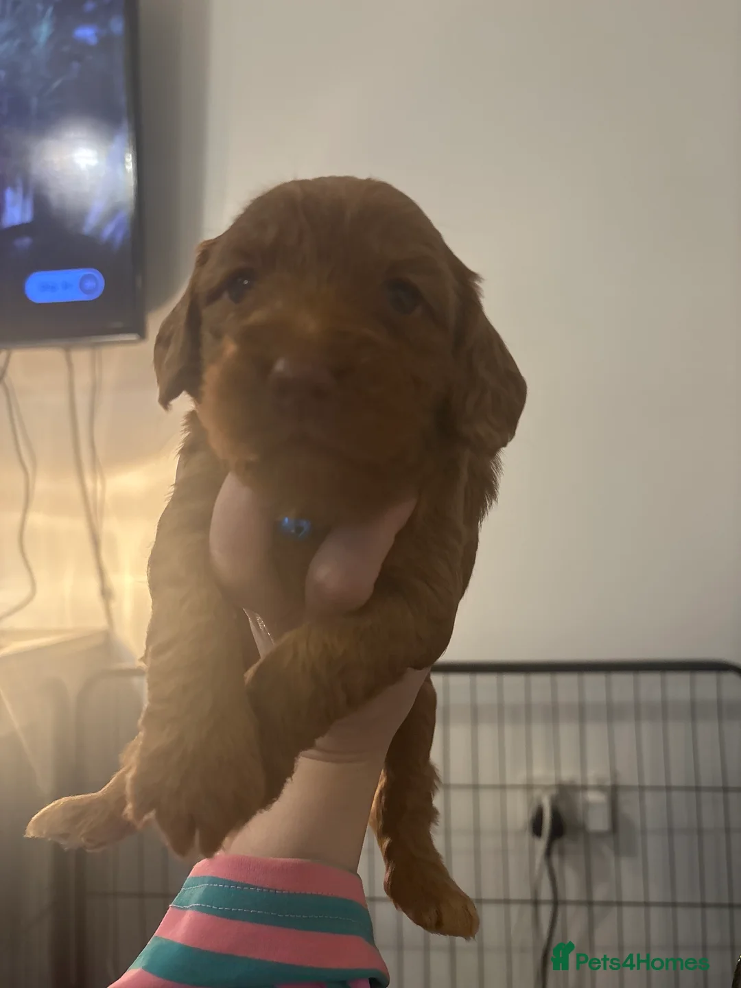 Cockapoo dogs for sale: 8 beautiful cockapoo puppies  - Advert 21