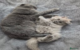 British Longhair cats for sale: Lilac British long hair mix Scottish  - Image 10