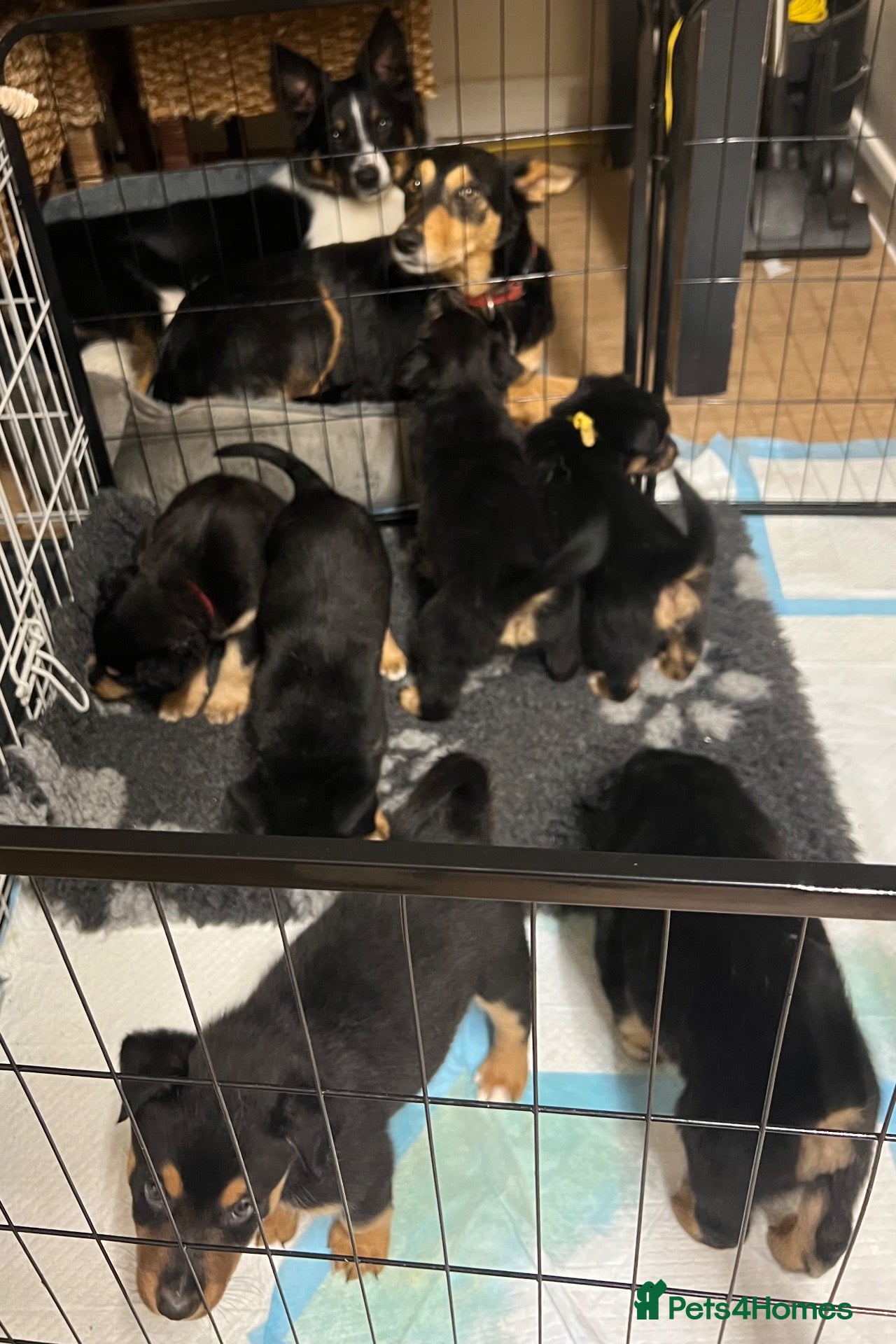 Mixed Breed dogs Border Collie x Kelpie Puppies - Advert 7