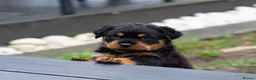 Rottweiler dogs for sale: Chunky German Rottweilers pups  - Advert 14