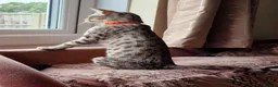 Savannah cats for sale: Beautiful female cat  - Advert 2