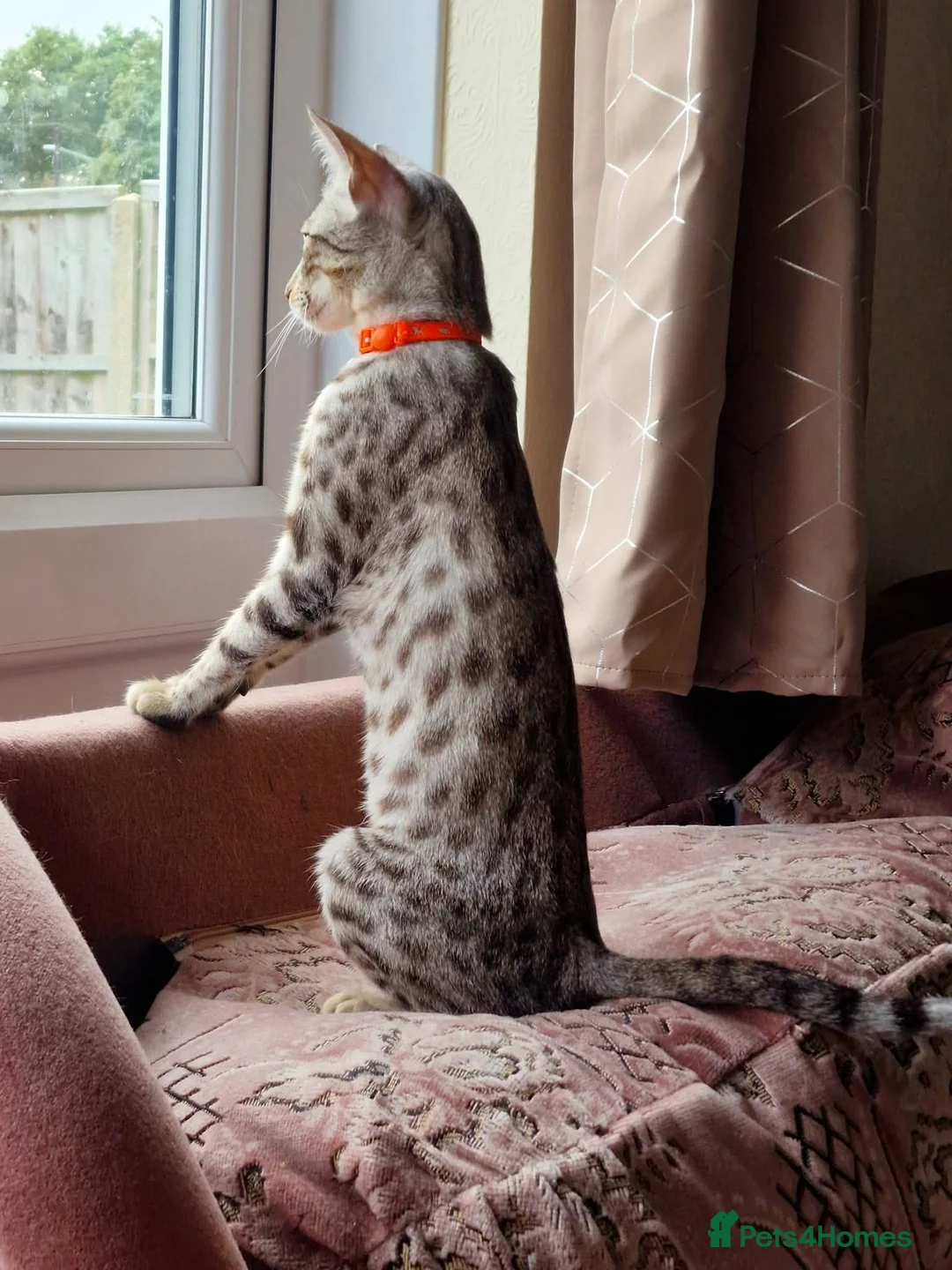 Savannah cats for sale: Beautiful female cat  - Advert 2