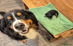 Bernedoodle dogs for sale: F1 Bernedoodle - Image 7