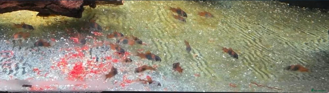 Corys fish for sale: Orange Venezuela Corydora  - Advert 3