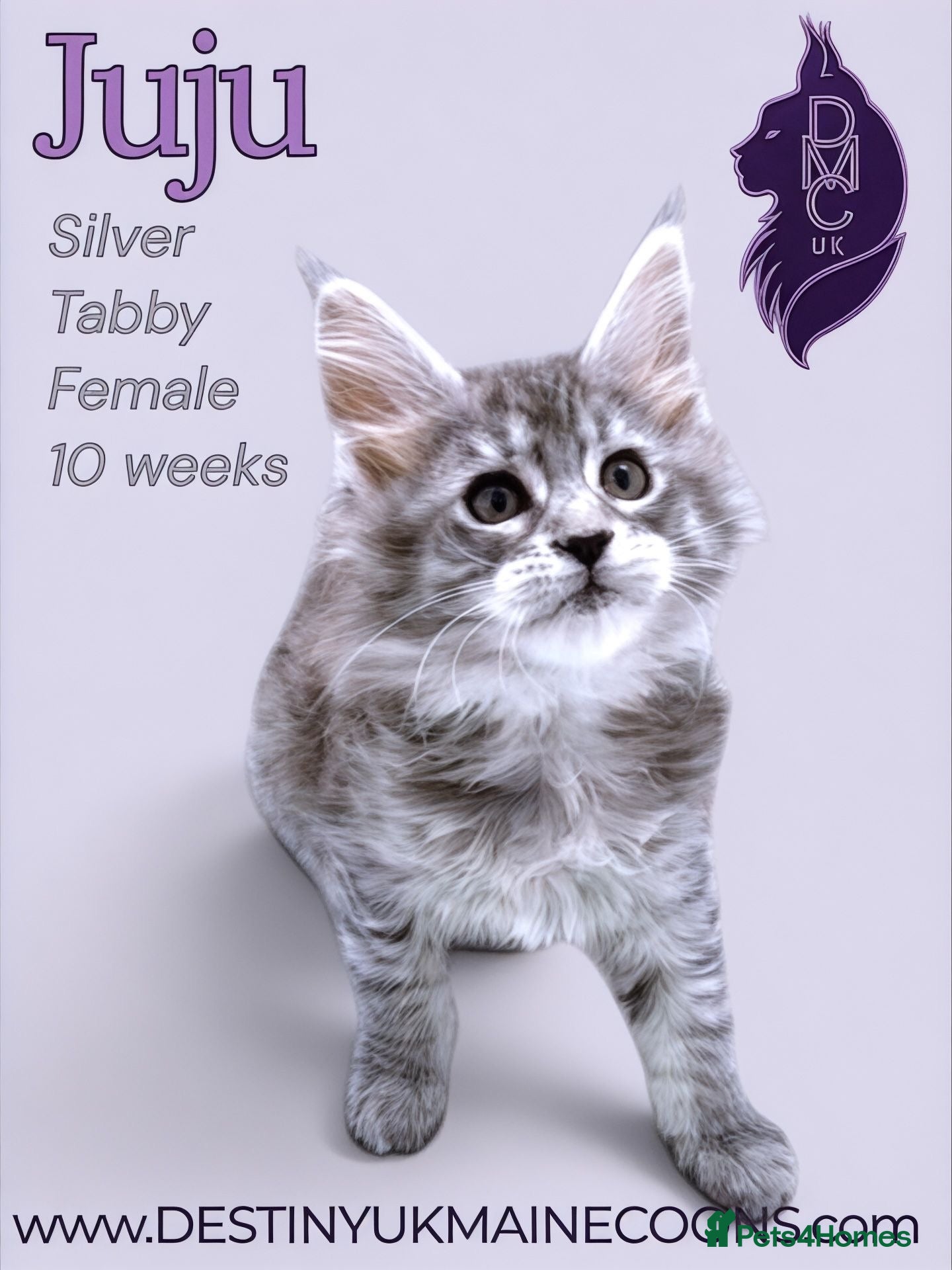 Maine Coon cats Silver Female Full Pedigree Maine Coon Kitten - Advert 11