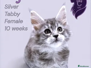 Maine Coon cats Silver Female Full Pedigree Maine Coon Kitten - Advert 11