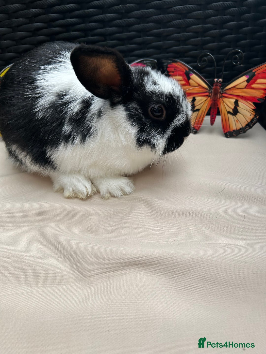 Lionhead rabbits for sale: ⭐️Pure Breed lionheads⭐️ in Halstead - Image 6
