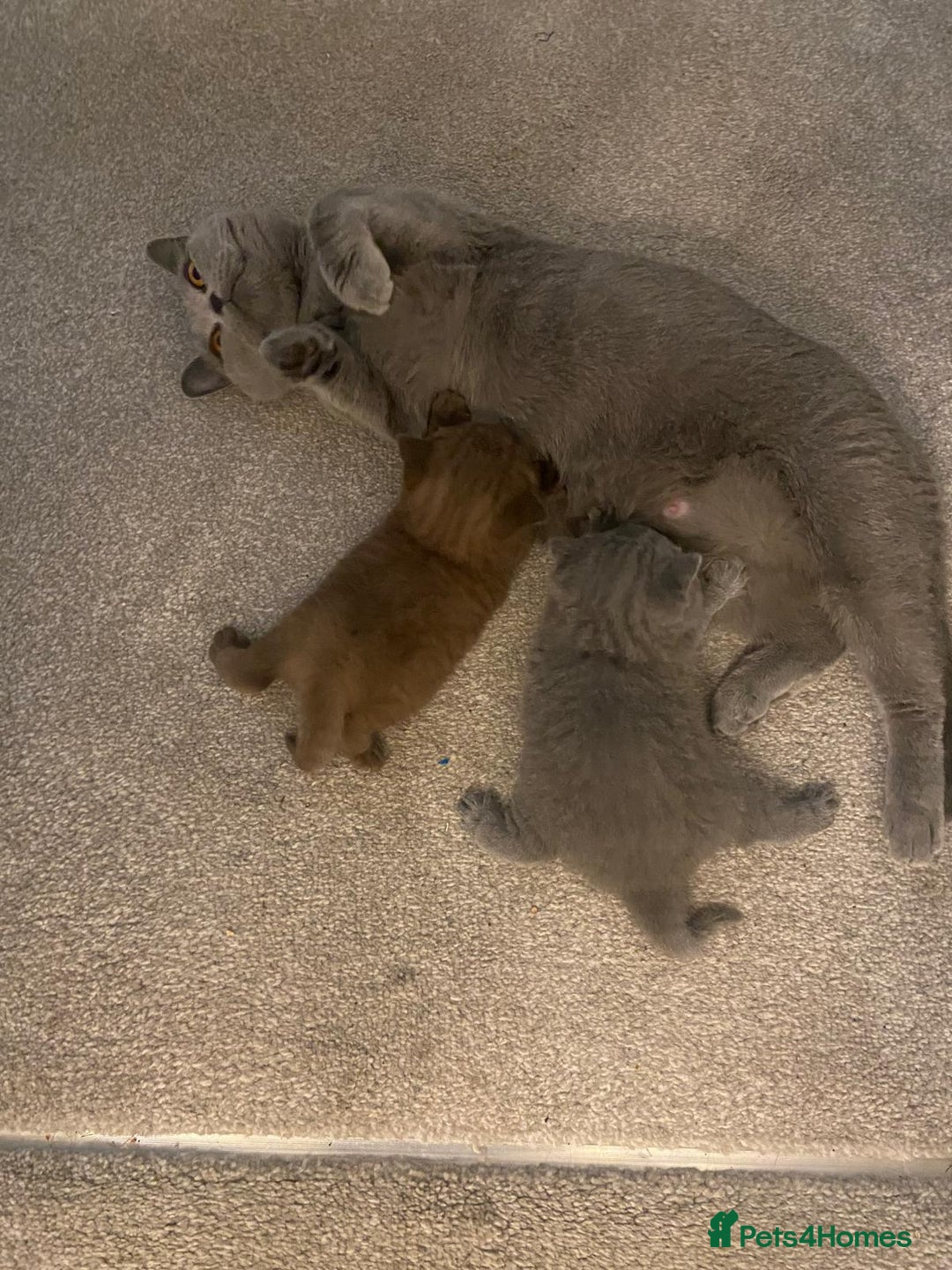 British Shorthair cats for sale: 🧸BOY FULL GCCF BSH KITTEN🧸 - Advert 8