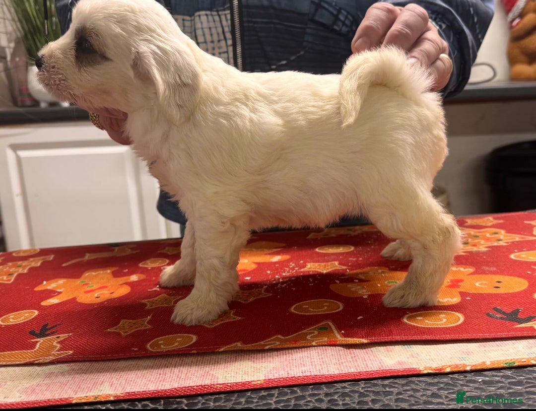 Tibetan Terrier dogs for sale: Araki Tibetan Terriers for Sale - Advert 5