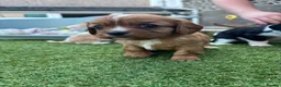 Cavalier King Charles Spaniel dogs for sale: Absolutely beautiful King Charles Cavalier puppies - Advert 8