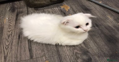Scottish Fold cats - Advert 5