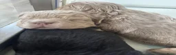 French Bulldog dogs for sale: Fluffy French bulldogs looking for their forever  - Advert 3