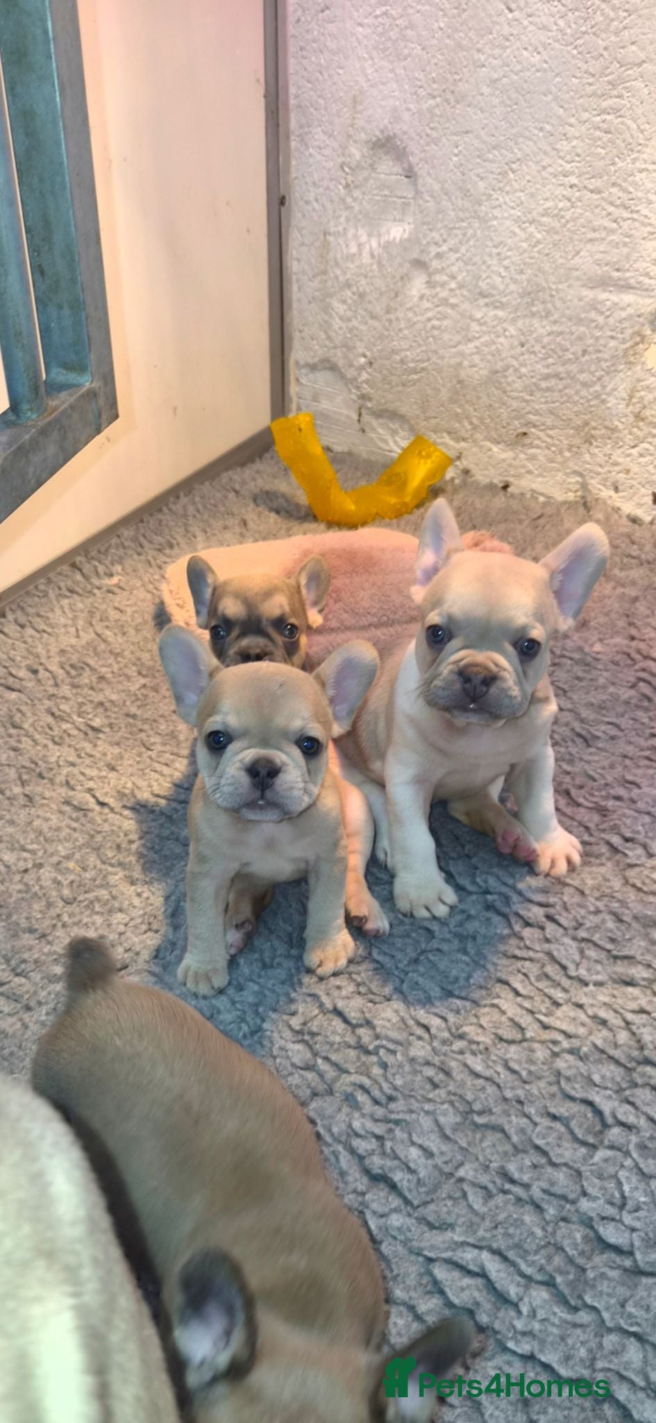 French Bulldog dogs French Bulldog KC Puppies - Advert 1