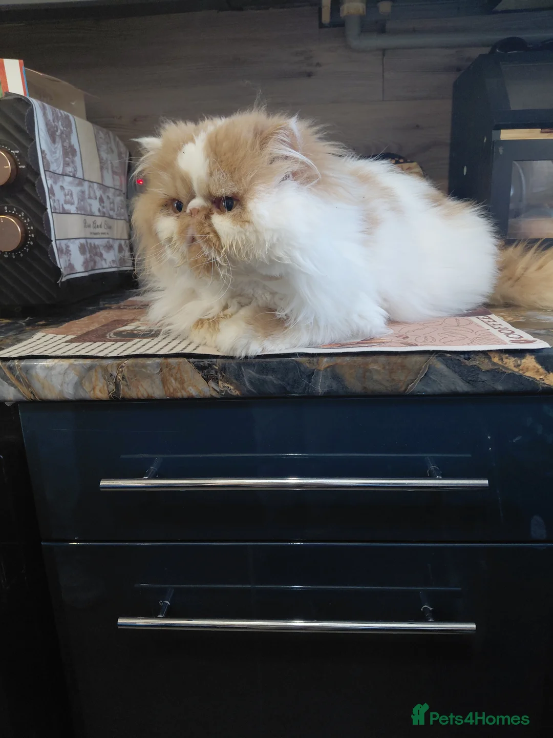 Persian cats for sale: Male persian 4 years  - Advert 3
