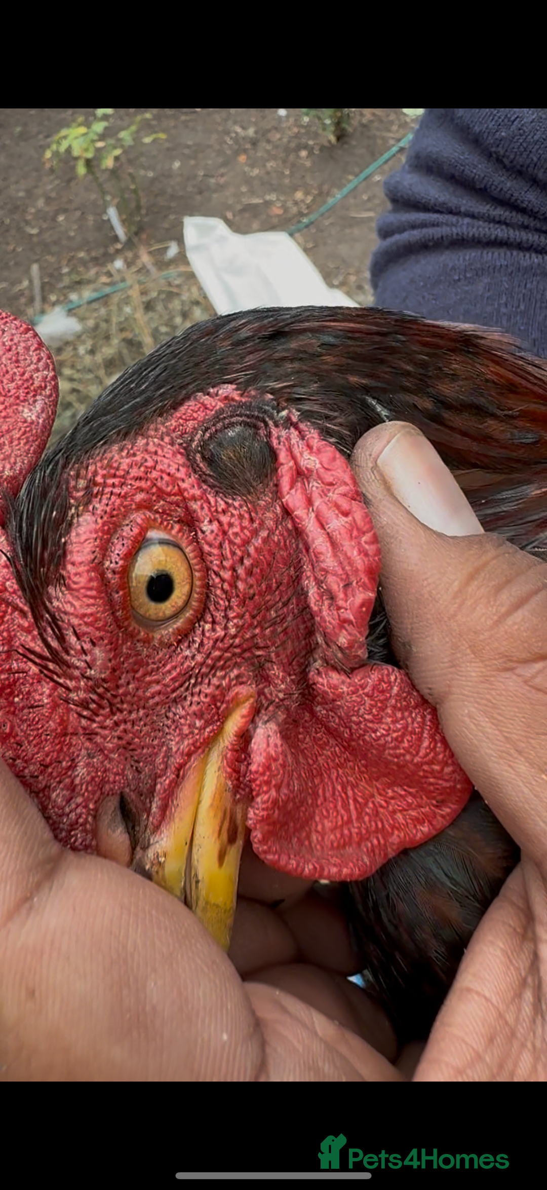 Chickens poultry for sale: Bengum Aseel rooster pakistani begum - Image 4