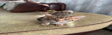 Bengal Kitten 2
