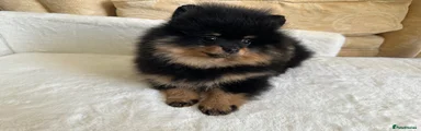 Pomeranian Puppy 2