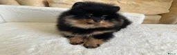 Pomeranian dogs for sale: 🏆KC Russian/Taiwan 🏆Pomeranian puppies - Advert 18