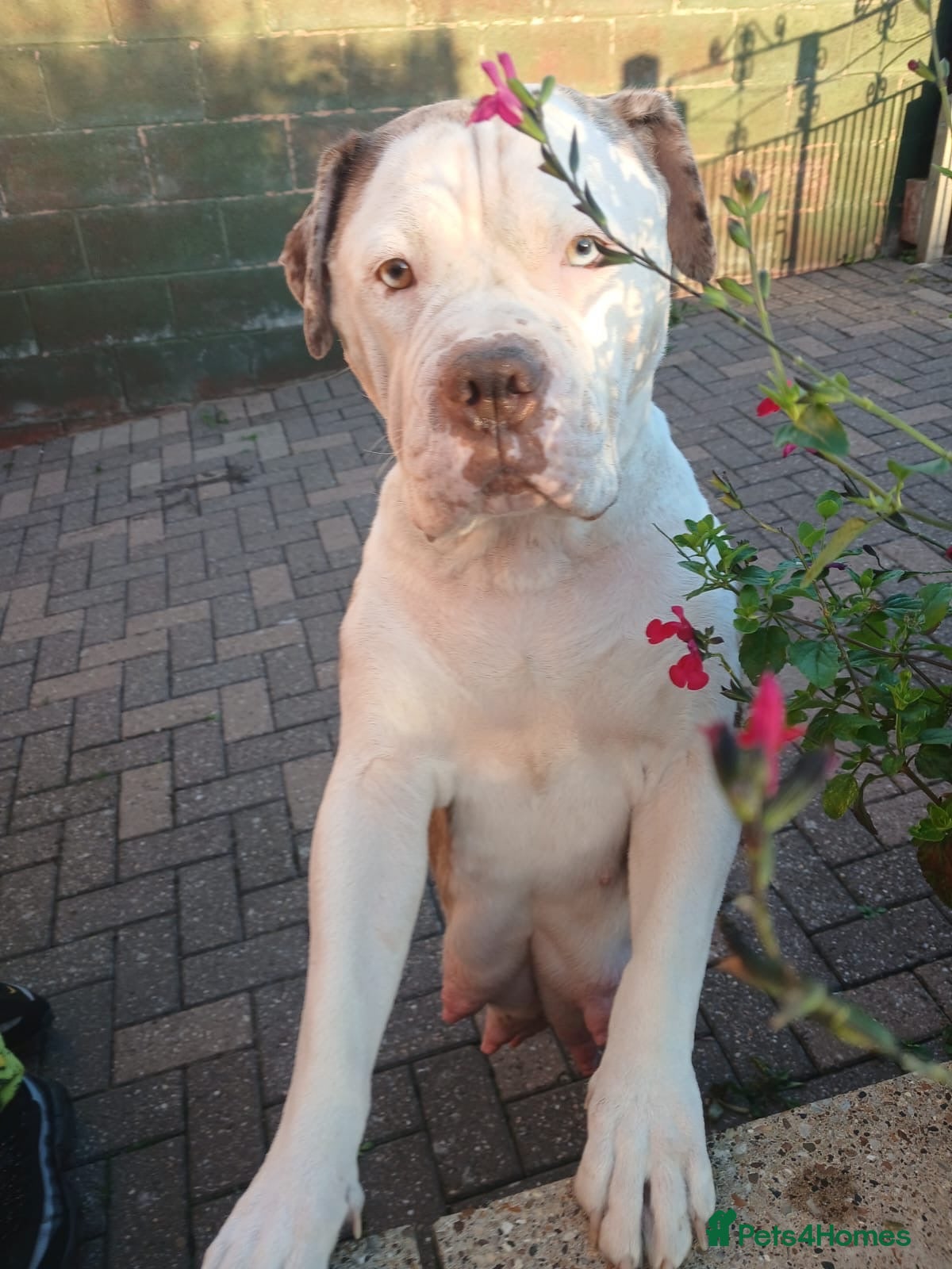 American Bully dogs American bully puppies  - Advert 1