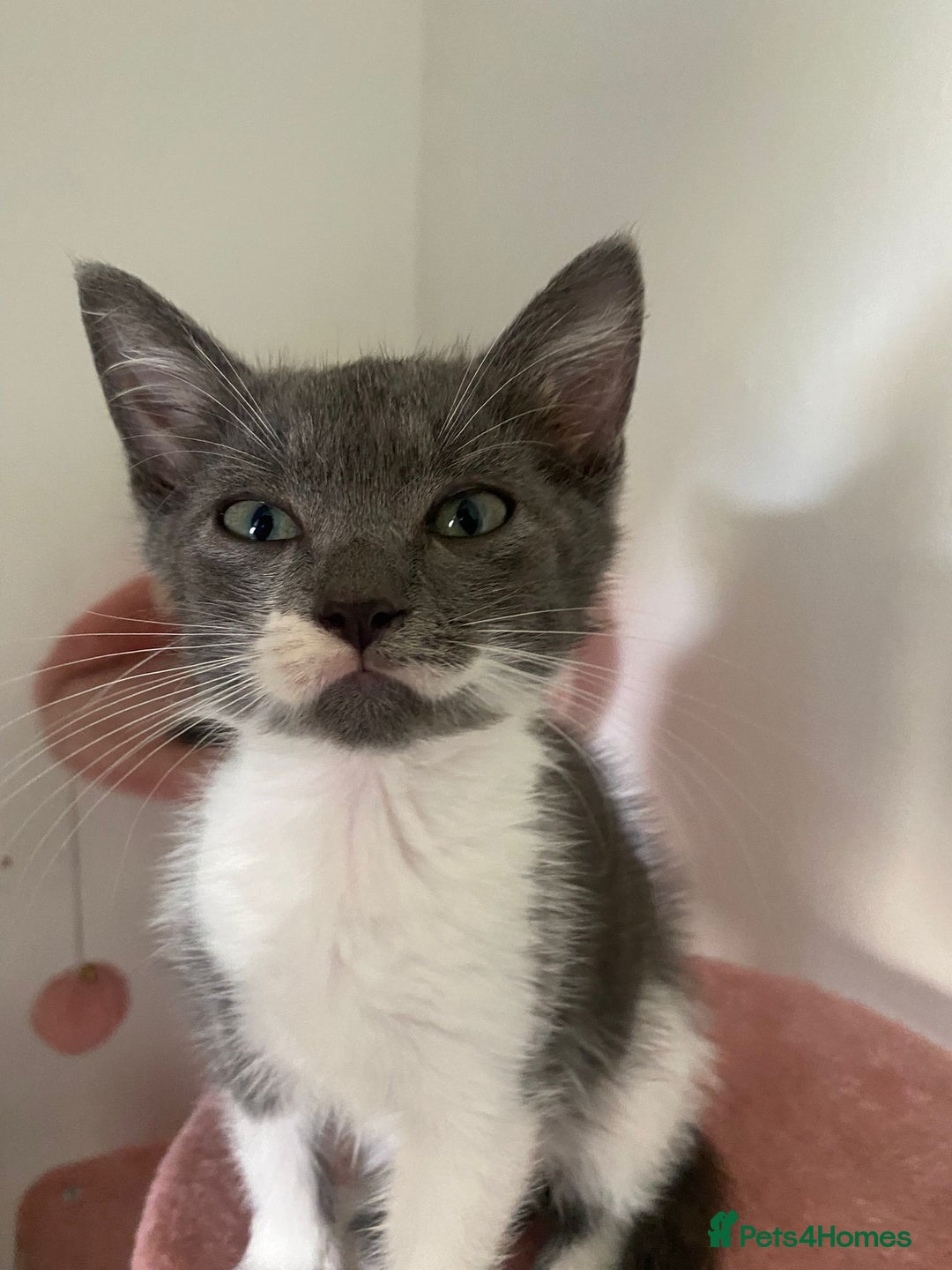 British Longhair cats for sale: 2 male gray and white kittens 14weeks - Image 3