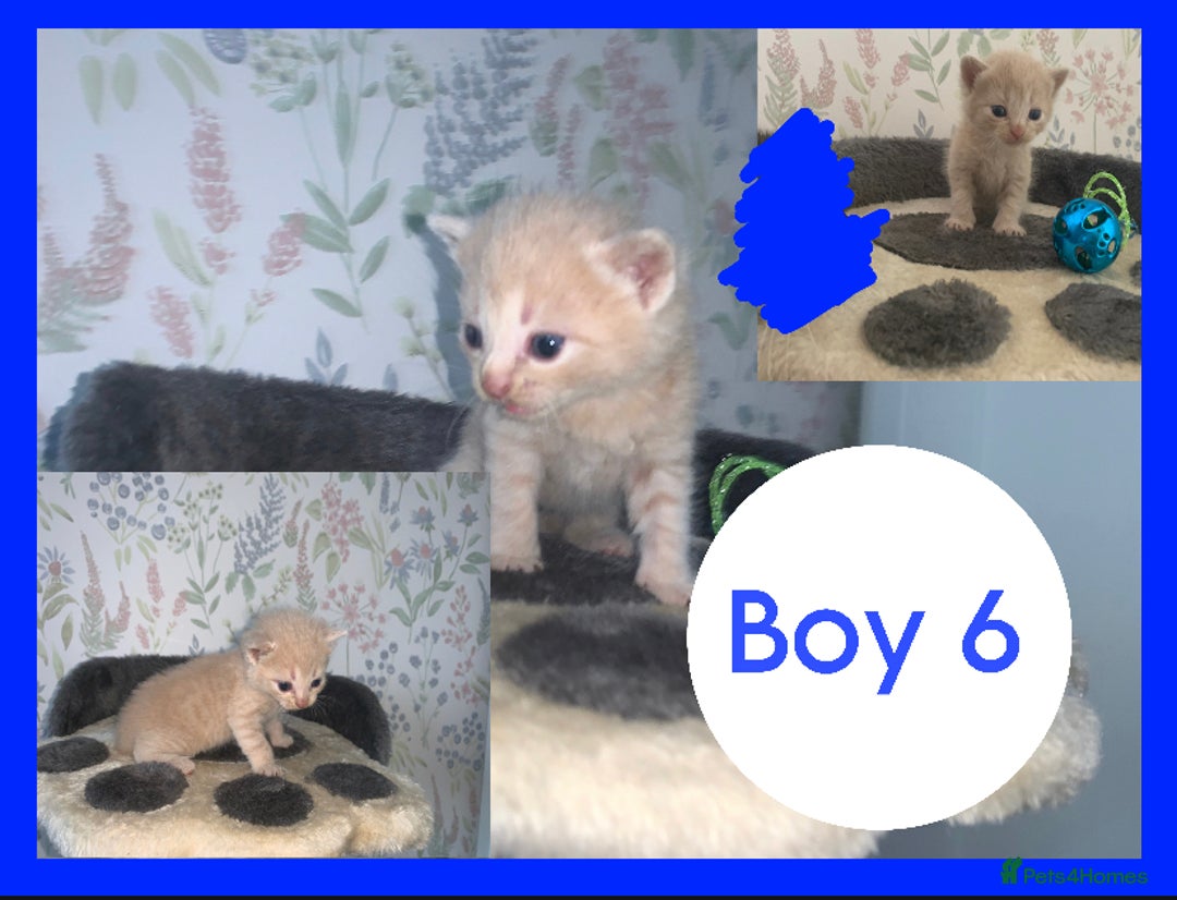 Mixed Breed cats for sale: Stunning kittens for sale  - Image 6