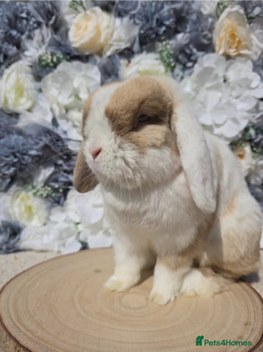 Mini Lop rabbits Choc Sallander Extreme Looking for a Special Home  - Advert 3