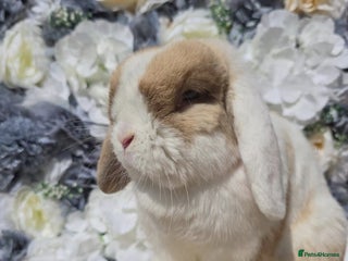 Mini Lop rabbits Choc Sallander Extreme Looking for a Special Home - Advert 3