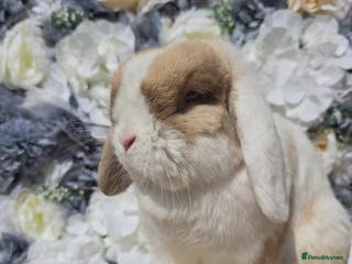 Mini Lop rabbits Choc Sallander Extreme Looking for a Special Home - Advert 5