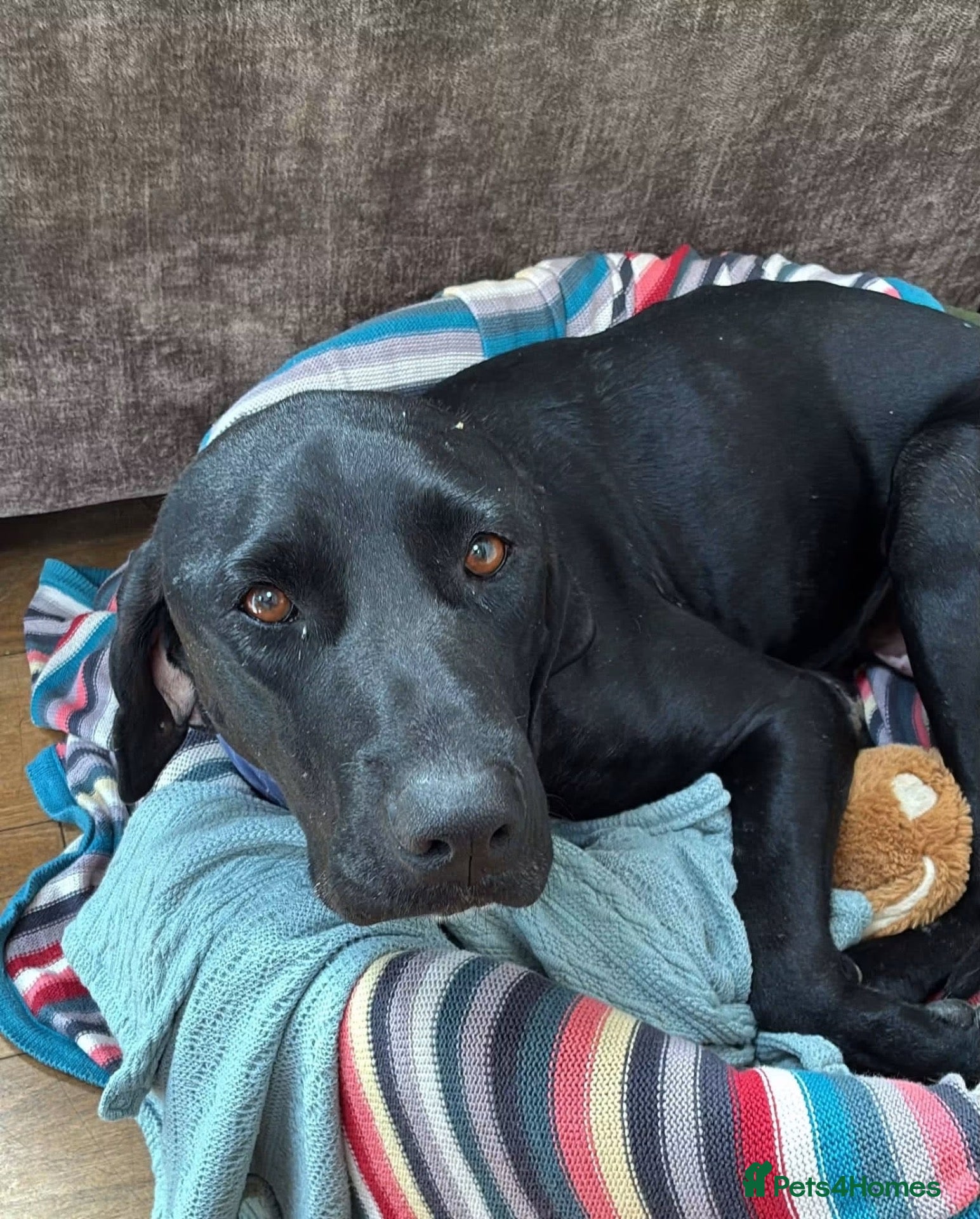 Mixed Breed dogs for adoption: Jessica - Advert 4