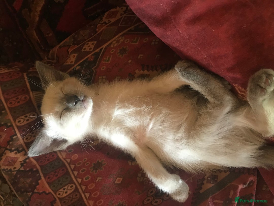 Tonkinese cats for sale: Superb Tonkdoll Kittens - Image 6