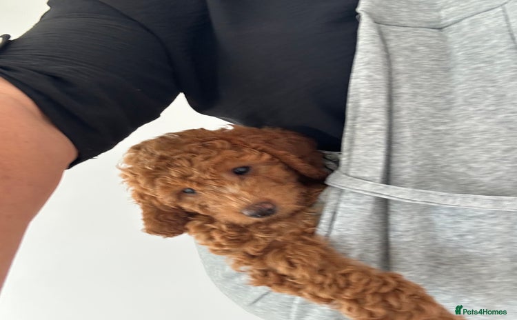Irish Doodle dogs - Advert 5
