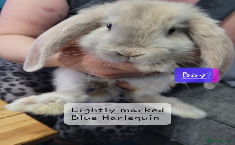 French Lop rabbits - Advert 5