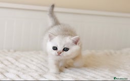 British Shorthair cats for sale: Pedigree British Shorthair kittens - Image 4