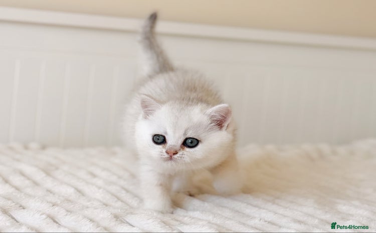 British Shorthair cats - Advert 1
