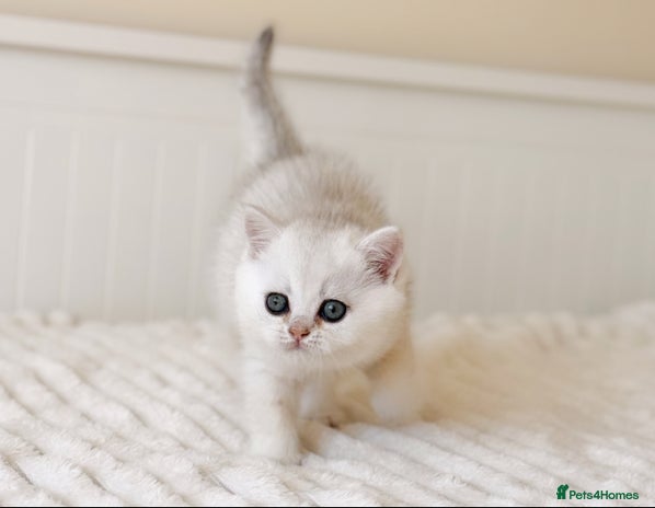 British Shorthair cats - Advert 1