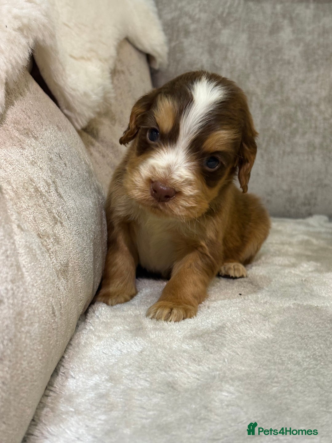 Cocker Spaniel dogs for sale: Stunning cocker spaniel puppies - Advert 19