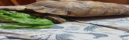 Tortoise reptiles for sale: Large Female Sulcata Tortoise - Advert 6