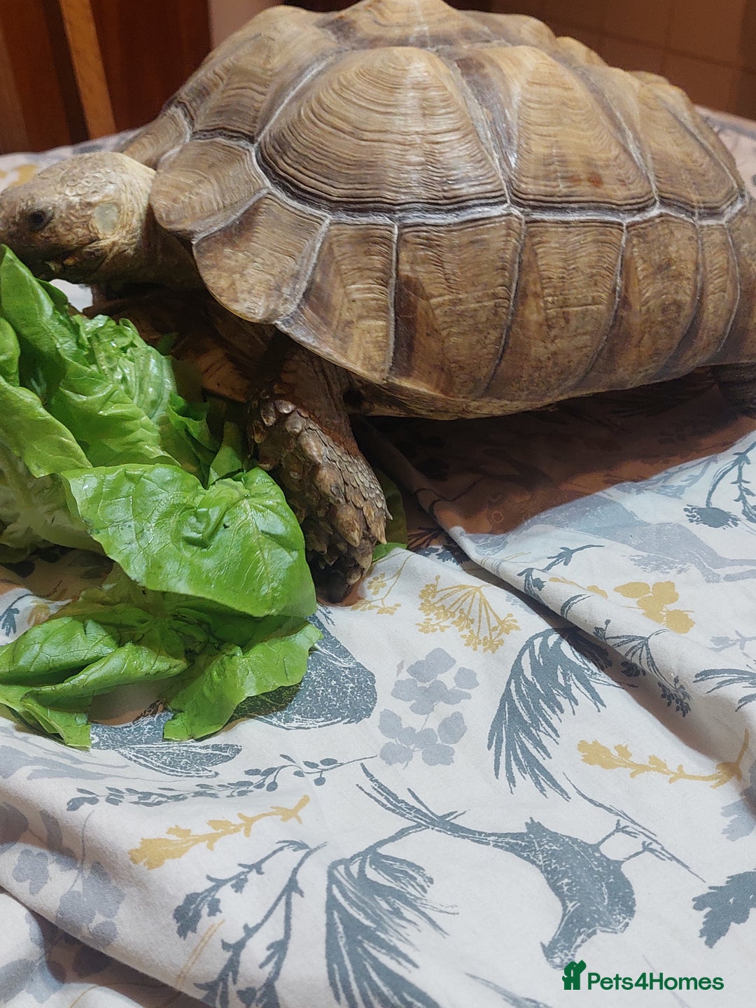Tortoise reptiles for sale: Large Female Sulcata Tortoise - Advert 6