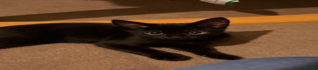 British Shorthair Kitten 1