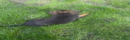 German Shepherd dogs for sale: PGS long coat puppy ready to move at a new home - Advert 7