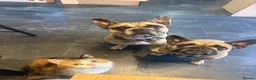 French Bulldog dogs for sale: French bulldog merle boy - Advert 2