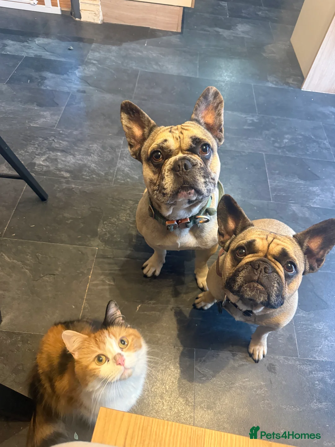 French Bulldog dogs for sale: French bulldog merle boy - Advert 2