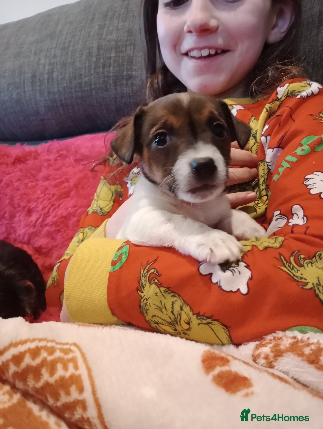 Jack Russell dogs for sale: Jack russell puppies - Advert 28