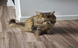 Mixed Breed cats for sale: Frankie  - Image 4