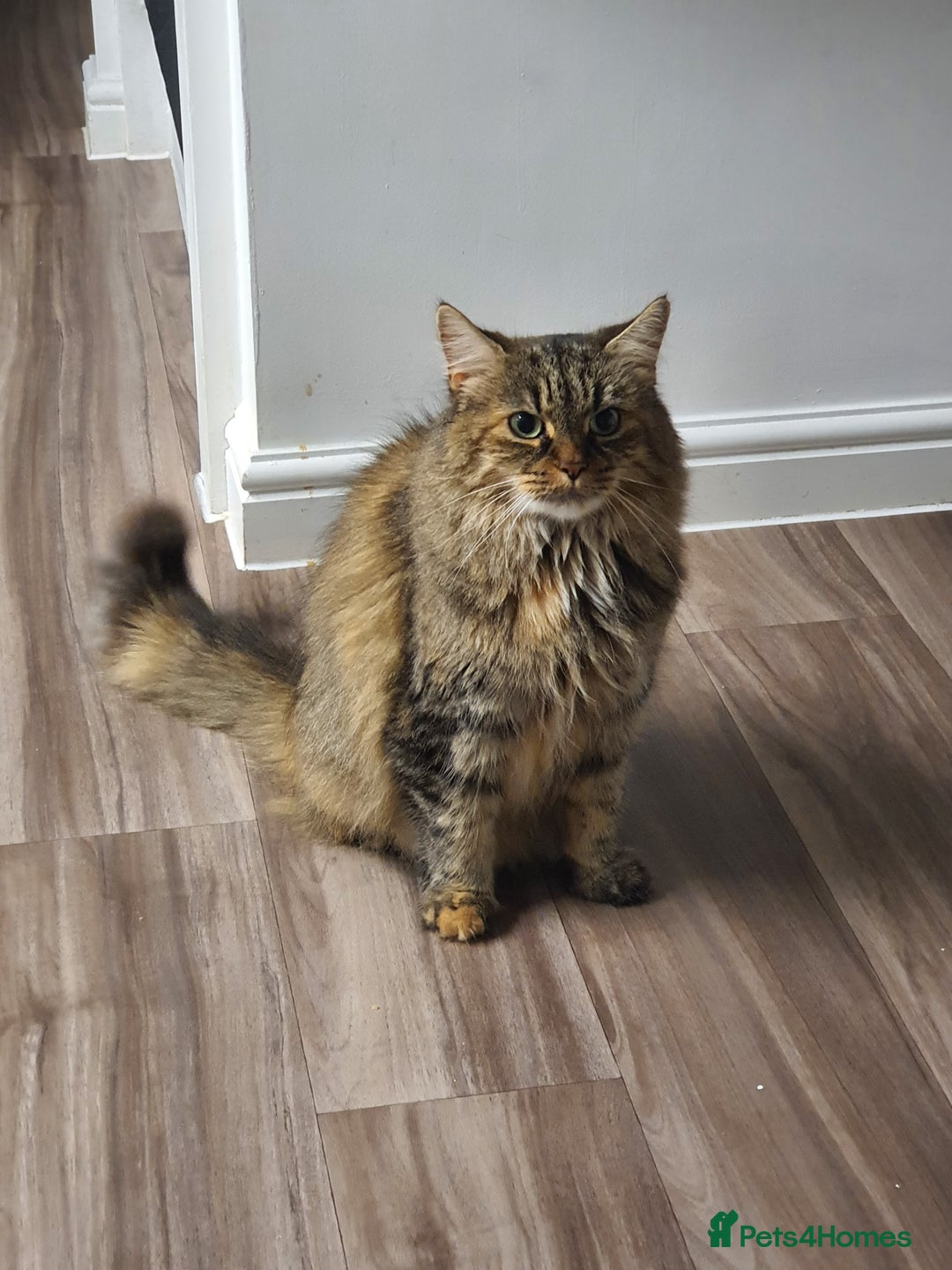 Mixed Breed cats for sale: Frankie  - Image 4
