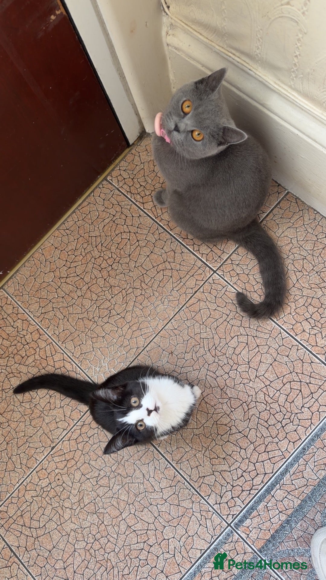 Mixed Breed cats for sale: Half British shorthair female kitten - Advert 12