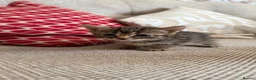 Mixed Breed cats for sale: Kittens for sale  - Advert 4