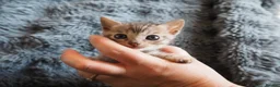 Bengal cats for sale: Silver, Snow Lynx & Brown Rosette Bengals - Advert 27