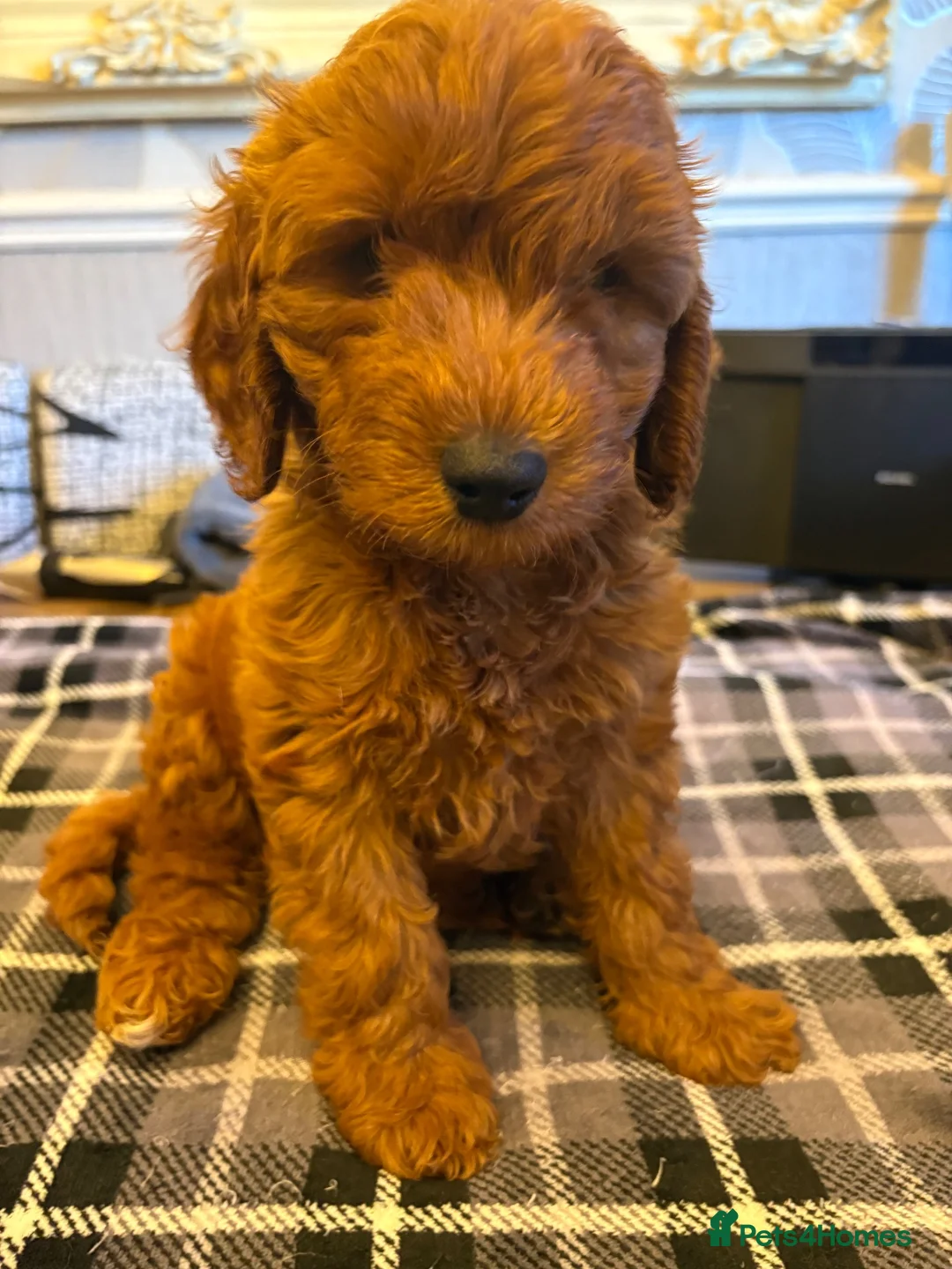 Cockapoo dogs for sale: FB cockerpoo two beautiful females left  in Wakefield - Advert 2